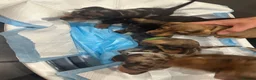 Miniature Dachshund dogs for sale: Miniature Dashounds Dapple  in Larkhall - Advert 9