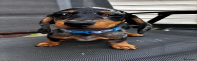 Miniature Dachshund 1