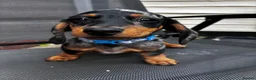 Miniature Dachshund dogs for sale: Rolo the miniature Dauch - Advert 2