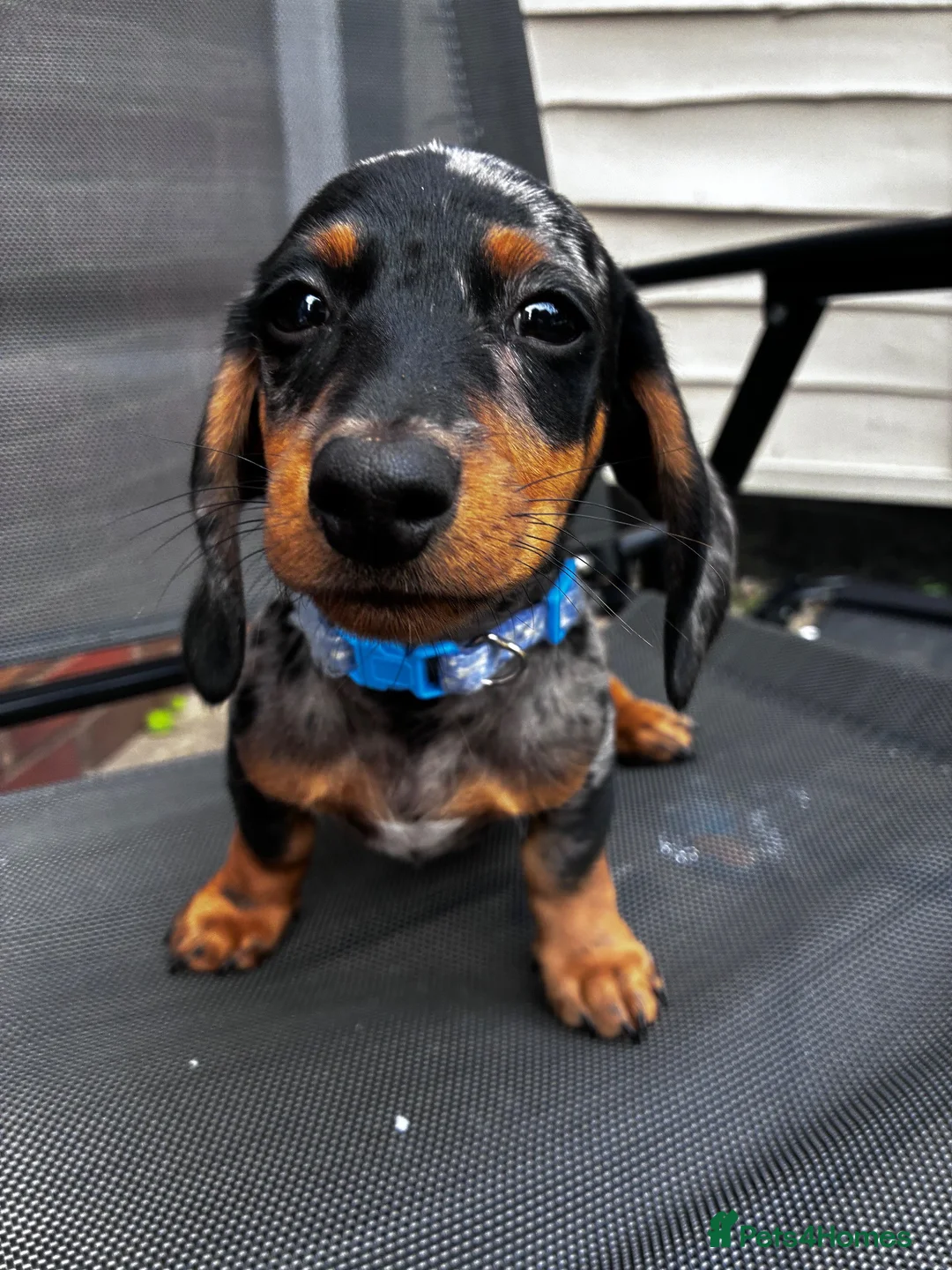 Miniature Dachshund dogs for sale: Rolo the miniature Dauch - Advert 2