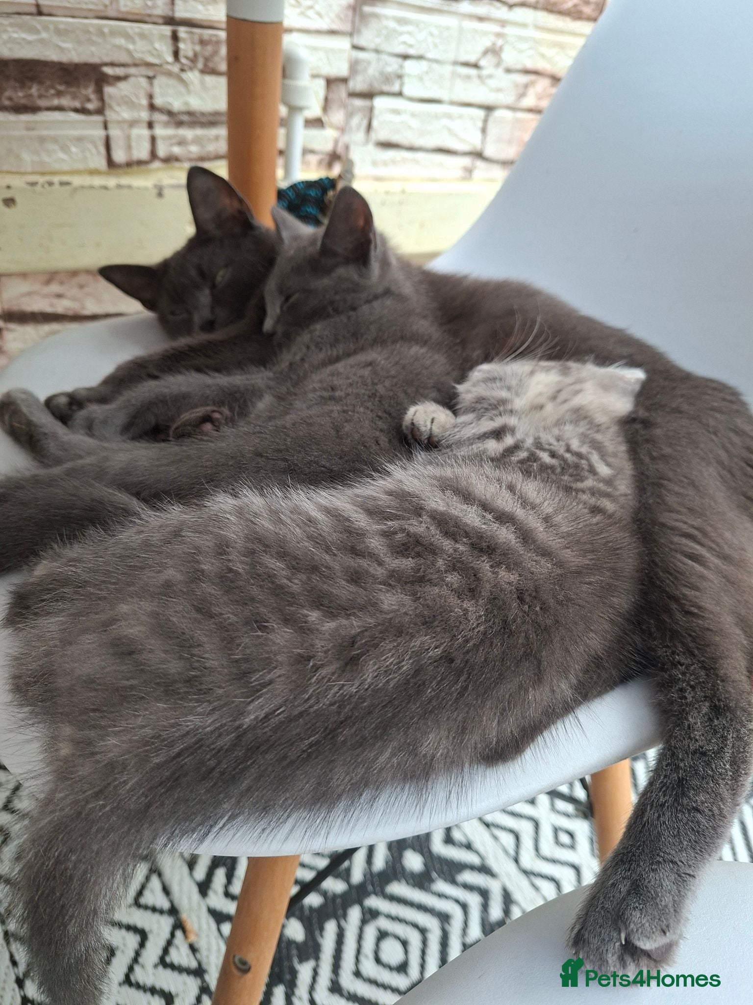 Mixed Breed cats 2 kittens for sale - Advert 2