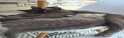 Mixed Breed cats for sale: 2 kittens for sale in Southampton - Advert 1