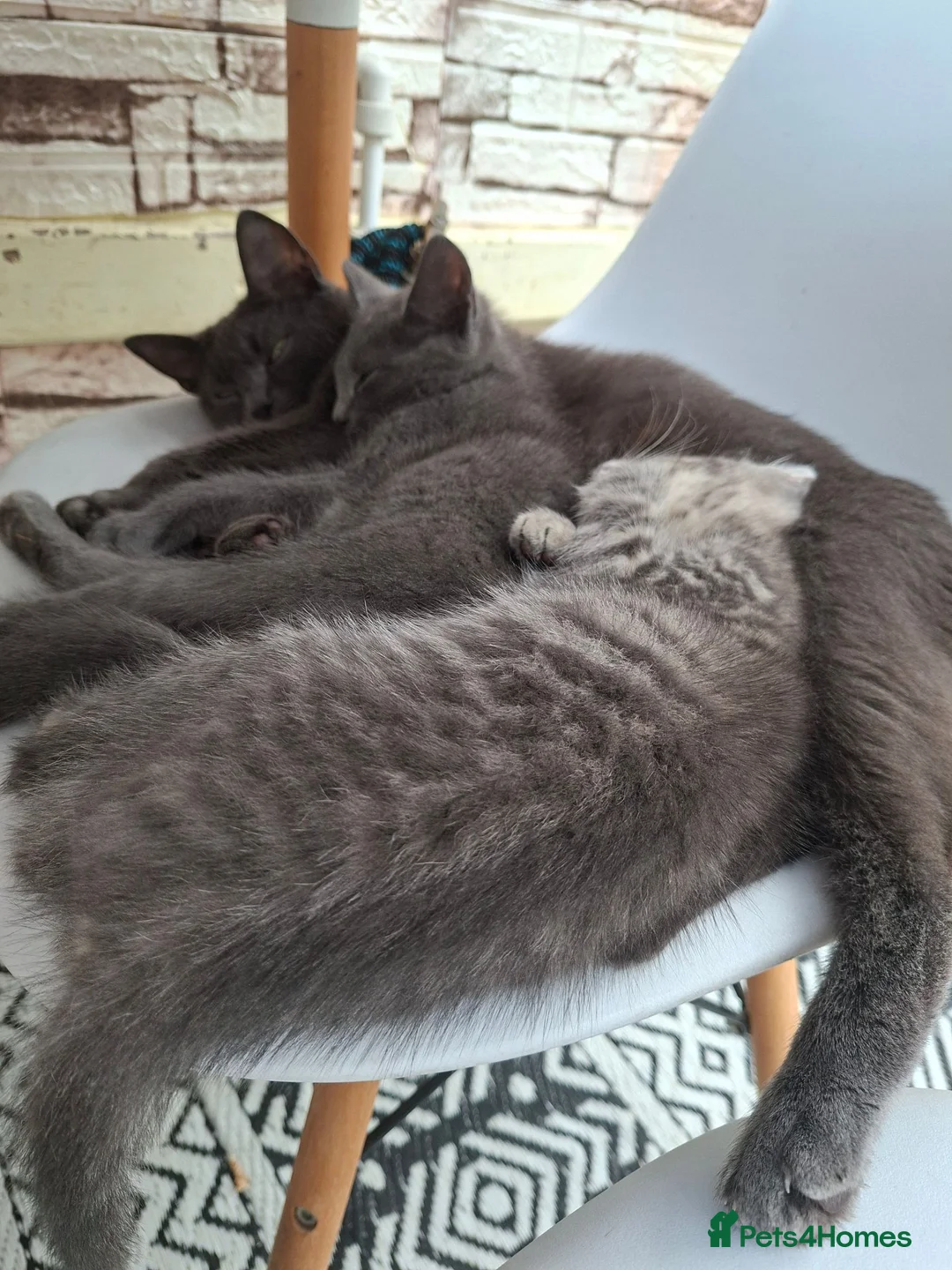 Mixed Breed cats for sale: 2 kittens for sale in Southampton - Advert 1