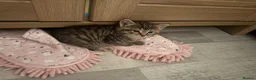Mixed Breed cats for sale: 4 beautiful kittens  - Advert 2