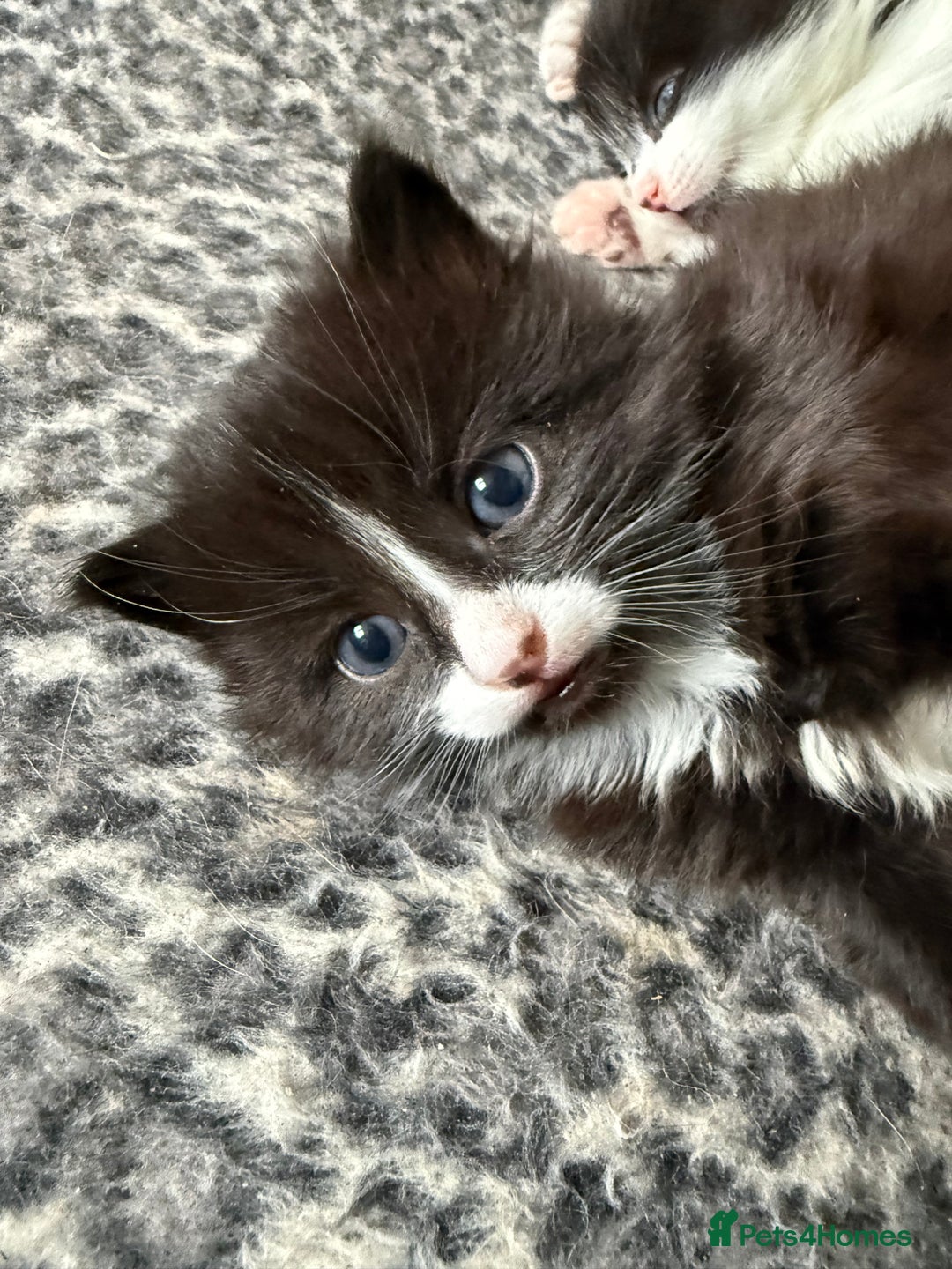 British Shorthair cats for sale: Kittens - Advert 9