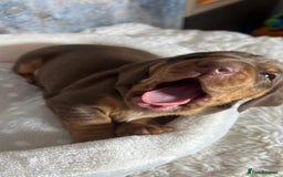 Dachshund dogs for sale: Standered dachunds. Only 2 remain - Image 10