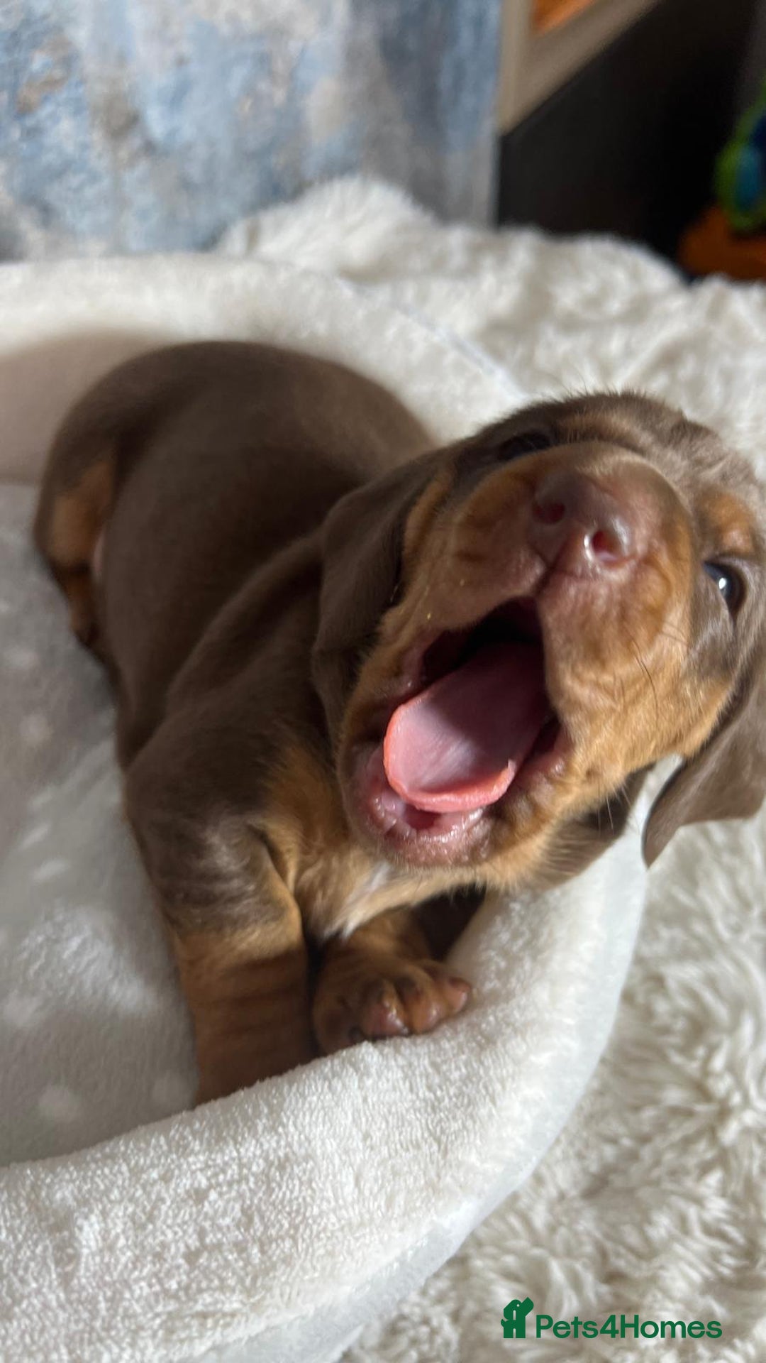 Dachshund dogs for sale: Standered dachunds. Only 2 remain - Image 10