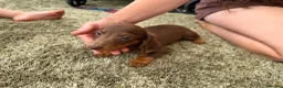 Miniature Dachshund dogs for sale: Miniature dachshund - Advert 9