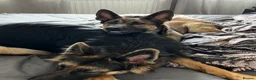 Mixed Breed dogs for sale: Stunning German Shepherd x Belgian Malinois Litter - Advert 3