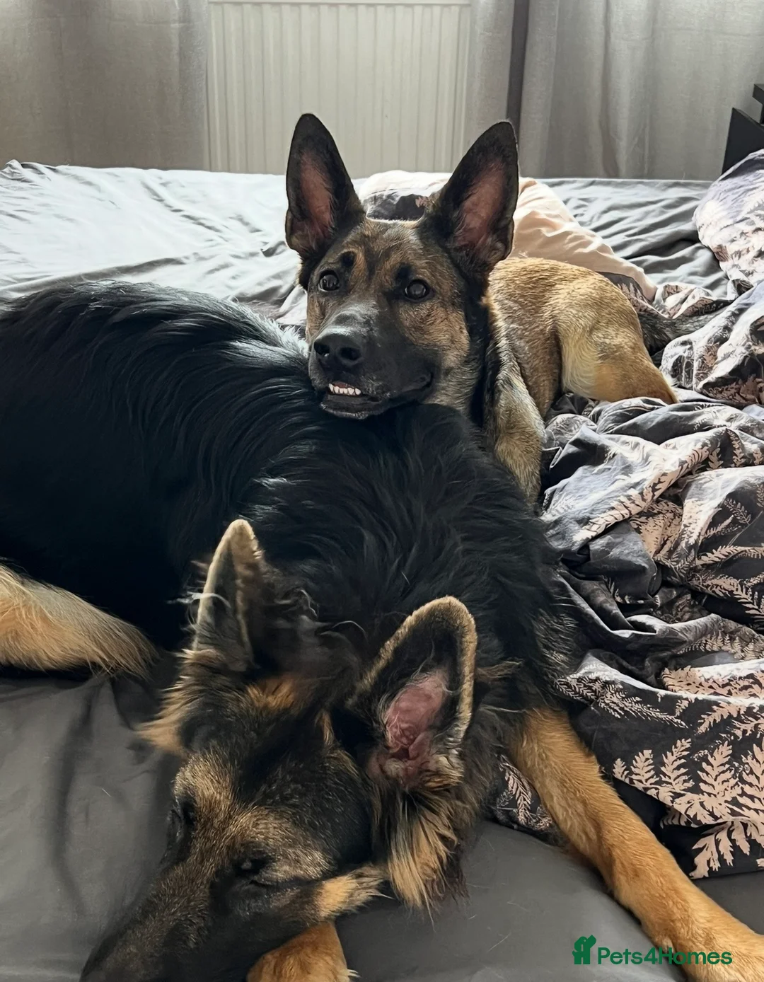 Mixed Breed dogs for sale: Stunning German Shepherd x Belgian Malinois Litter - Advert 3