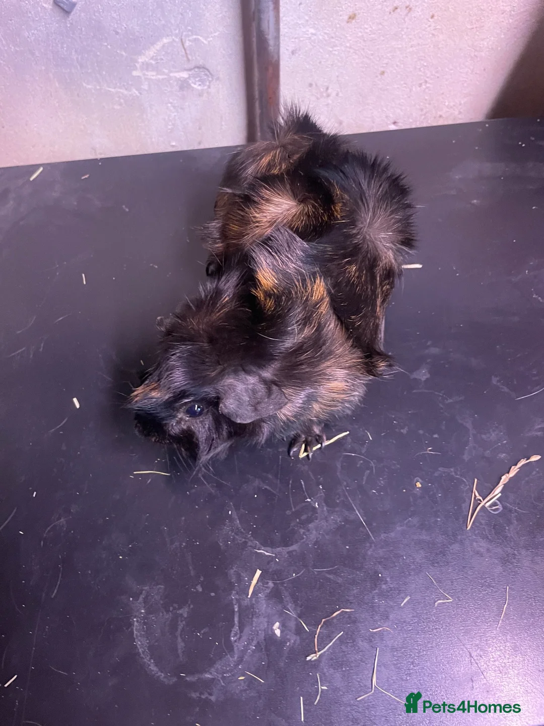 Guinea Pig rodents for sale: Two male piggies in Rushden - Advert 1
