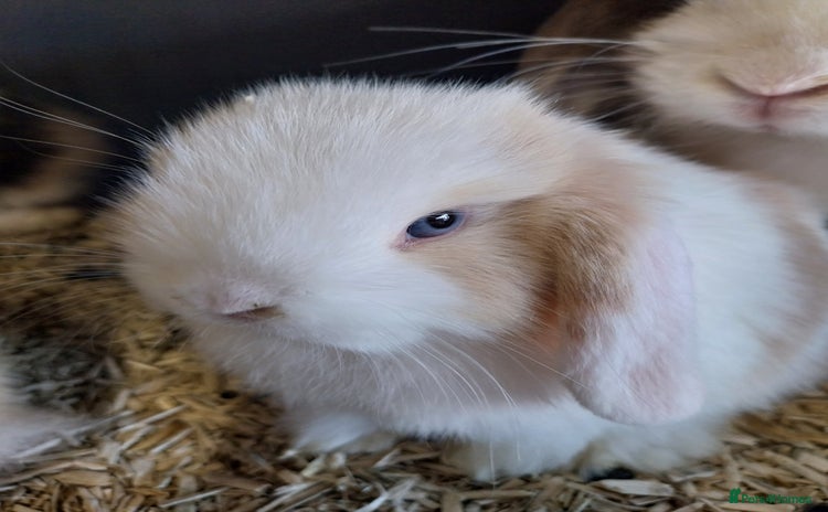 Mini Lop rabbits - Advert 3