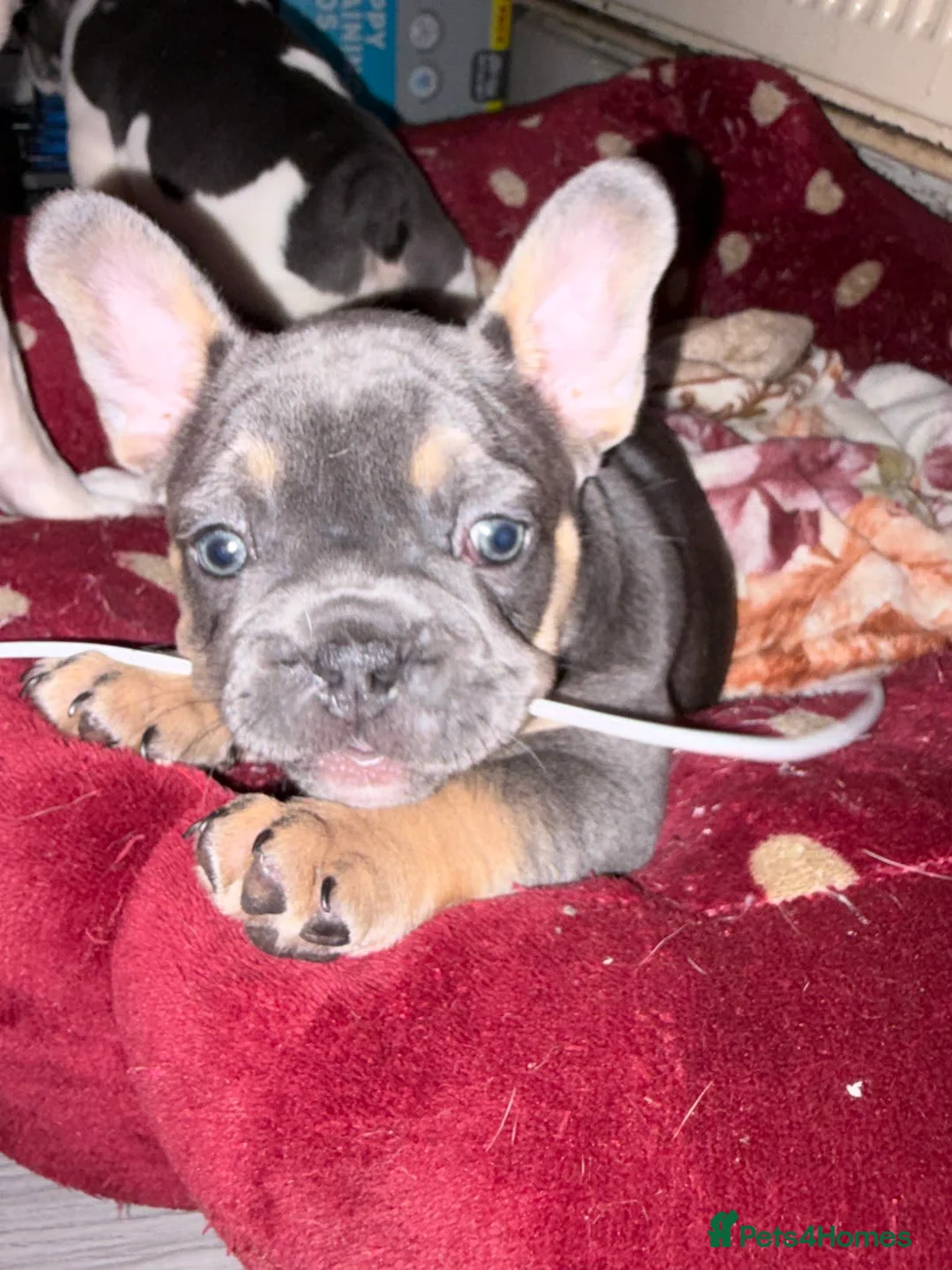 French Bulldog dogs for sale: French bulldog puppies  - Advert 13