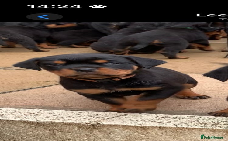 Rottweiler dogs AMAZING FULL PEDIGREE ROTTWEILER PUPPIES - Advert 6
