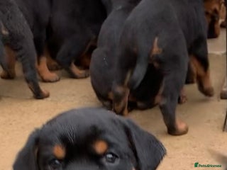 Rottweiler dogs AMAZING FULL PEDIGREE ROTTWEILER PUPPIES - Advert 2
