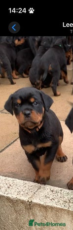 Rottweiler dogs AMAZING FULL PEDIGREE ROTTWEILER PUPPIES - Advert 1