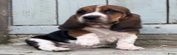 Basset Hound dogs for sale: KC Registered Basset Hound puppy for sale - Advert 13