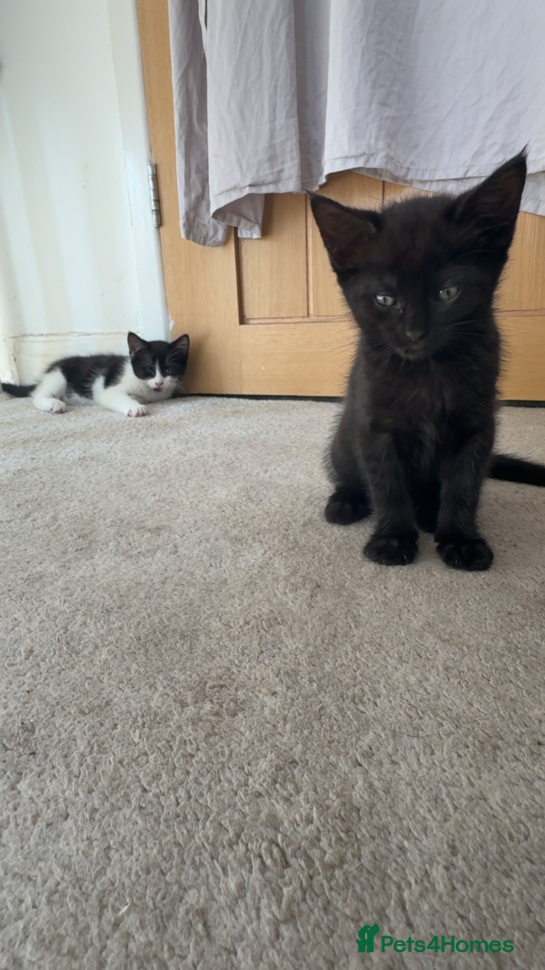 British Shorthair cats for sale: British shorthaired cross Persian  - Image 10