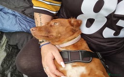 Mixed Breed dogs for sale: female pofenco cross, originally from Spain  - Image 6