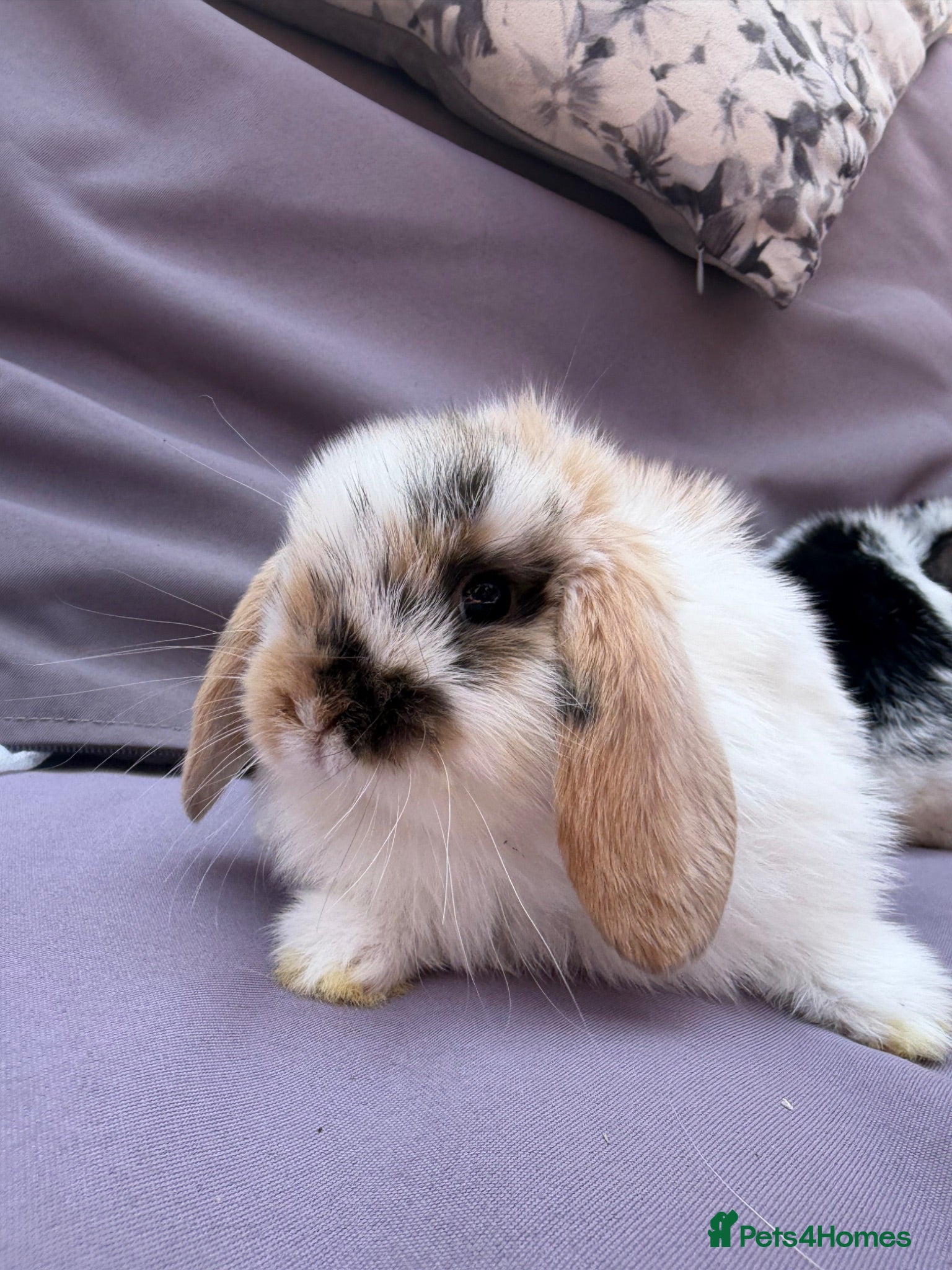 Mini Lop rabbits Beautiful fluffy mini lops  - Advert 22