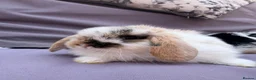 Mini Lop rabbits for sale: Beautiful fluffy mini lops  - Advert 1