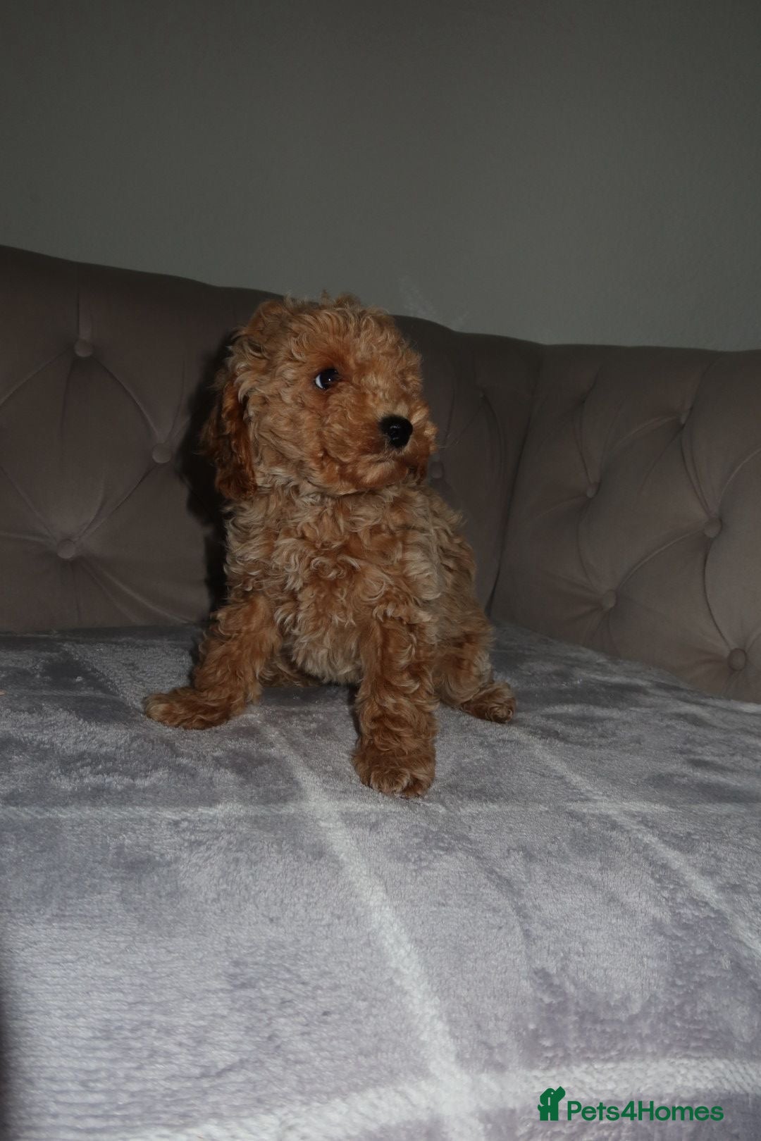 Toy Poodle dogs for sale: Toy poodle puppy - Image 18