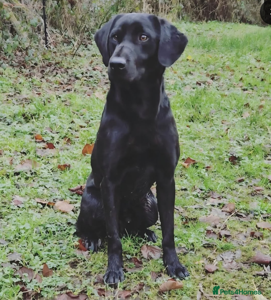 Labrador Retriever dogs for stud: Kc reg. Labrador for stud - Drakeshead Gareth - Image 3
