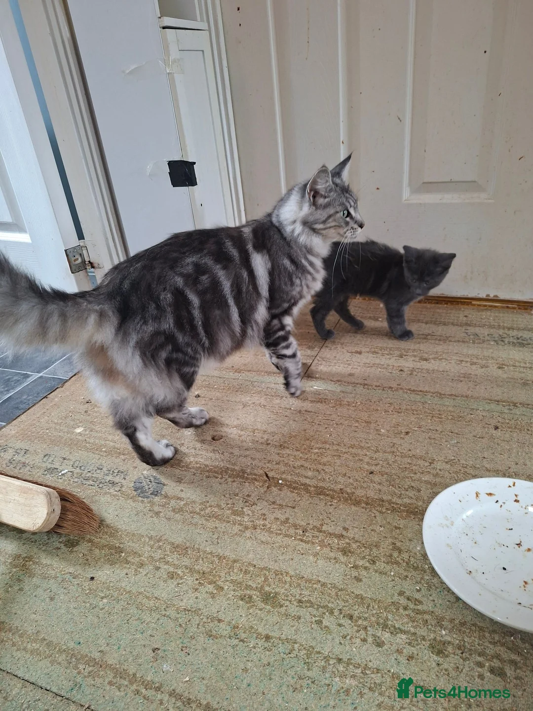 Maine Coon cats for sale: Gorgeous Blue Smoke Maine Coon Cross - Advert 14