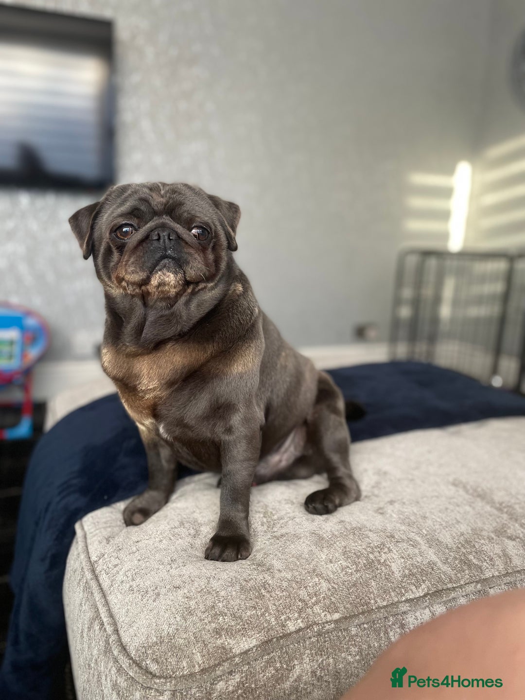 Pug dogs for sale: Rare coloured pug puppies available  - Advert 16