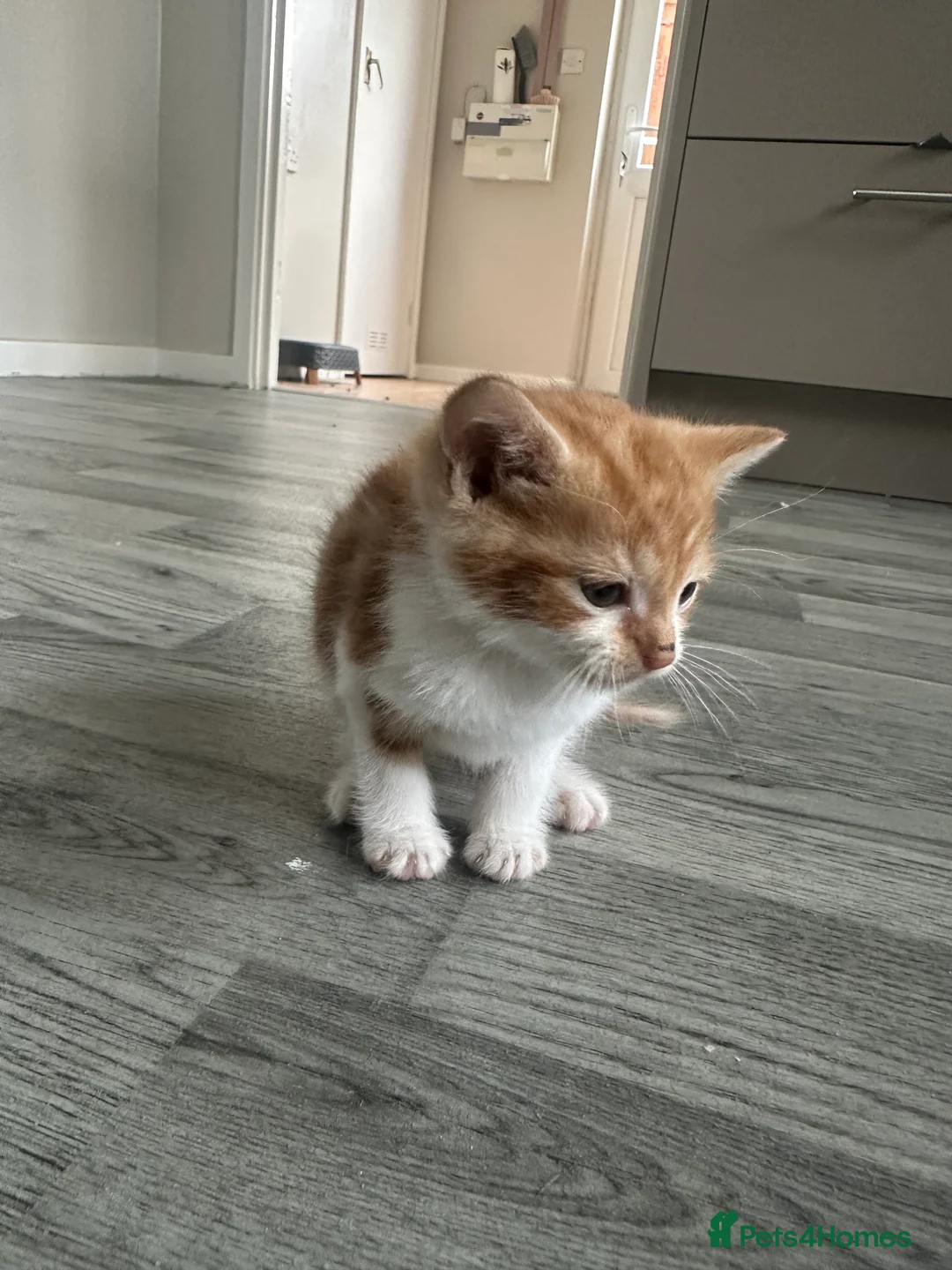 Domestic Shorthair cats for sale: 4 beautiful kittens looking for their home.  - Advert 2