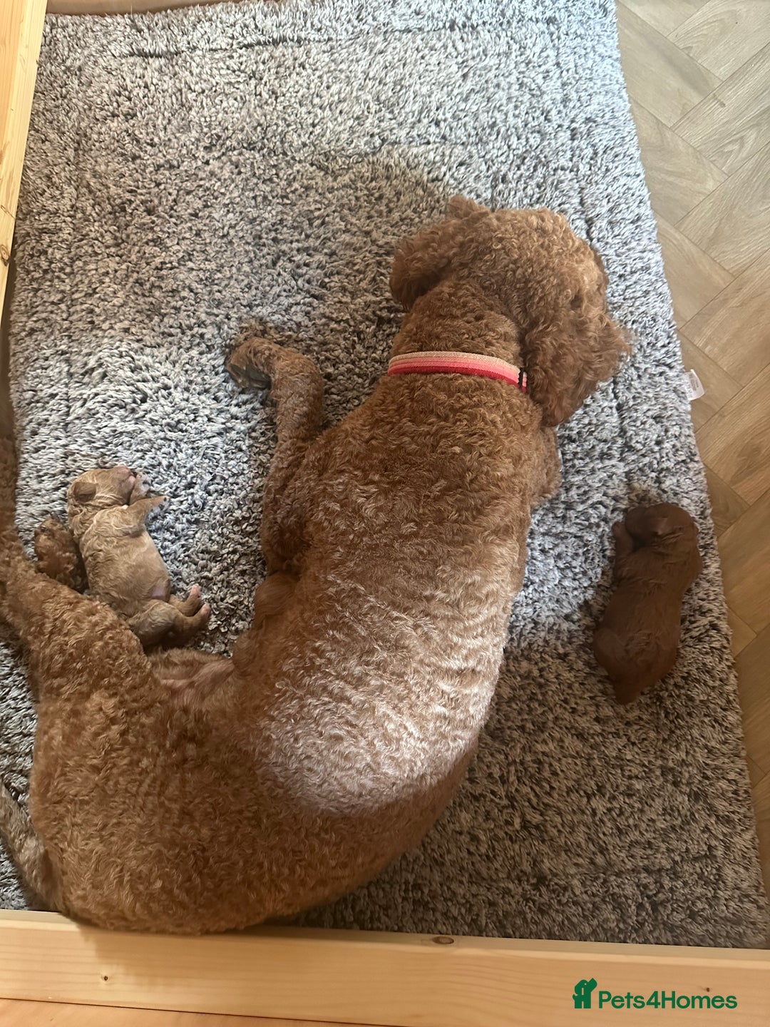 Irish Doodle dogs for sale: F2b Gorgeous Irish Doodles  - Image 14