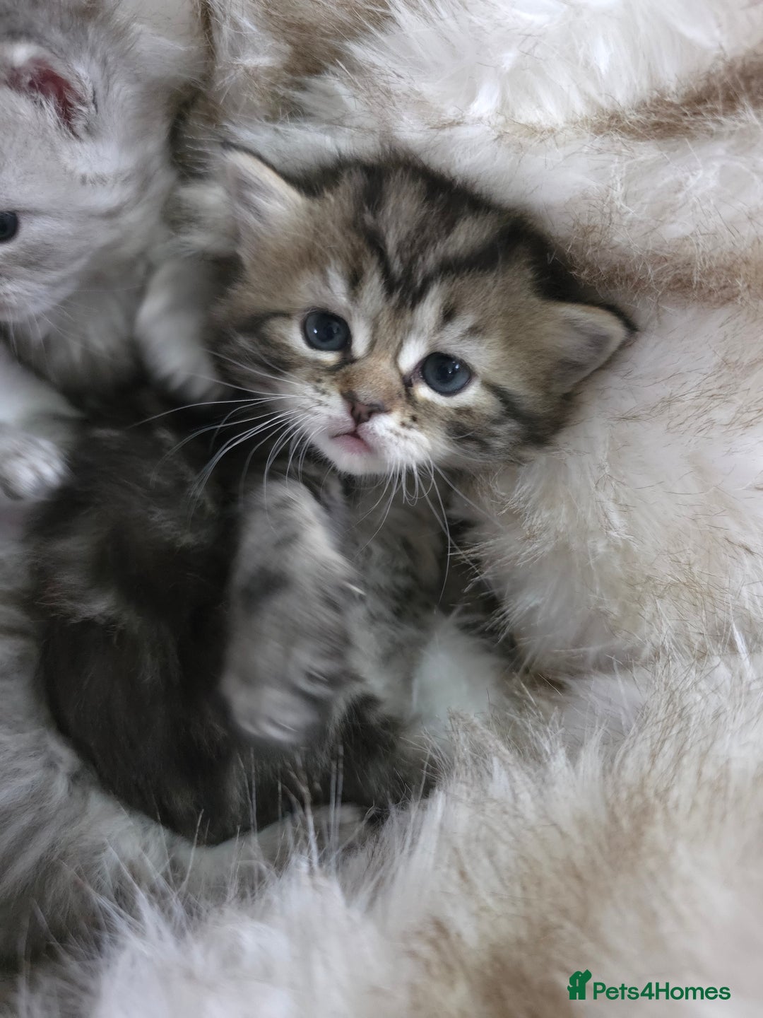 Persian cats for sale: Persian kittens  - Advert 9