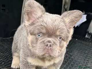 French Bulldog dogs French Bulldog Puppies KC registered - Advert 1