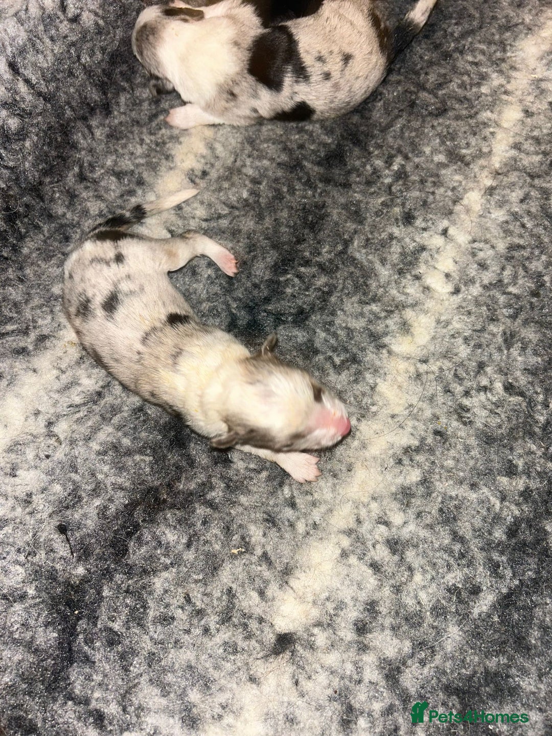 Border Collie dogs for sale: Collie Pups For Sale - Advert 9