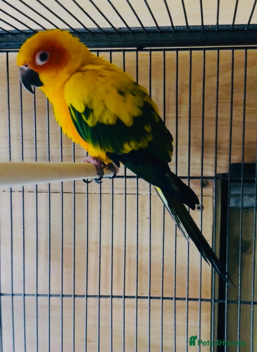 Conures birds Stunning sun Conures - Advert 11