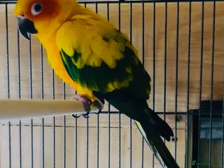 Conures birds Stunning sun Conures - Advert 11