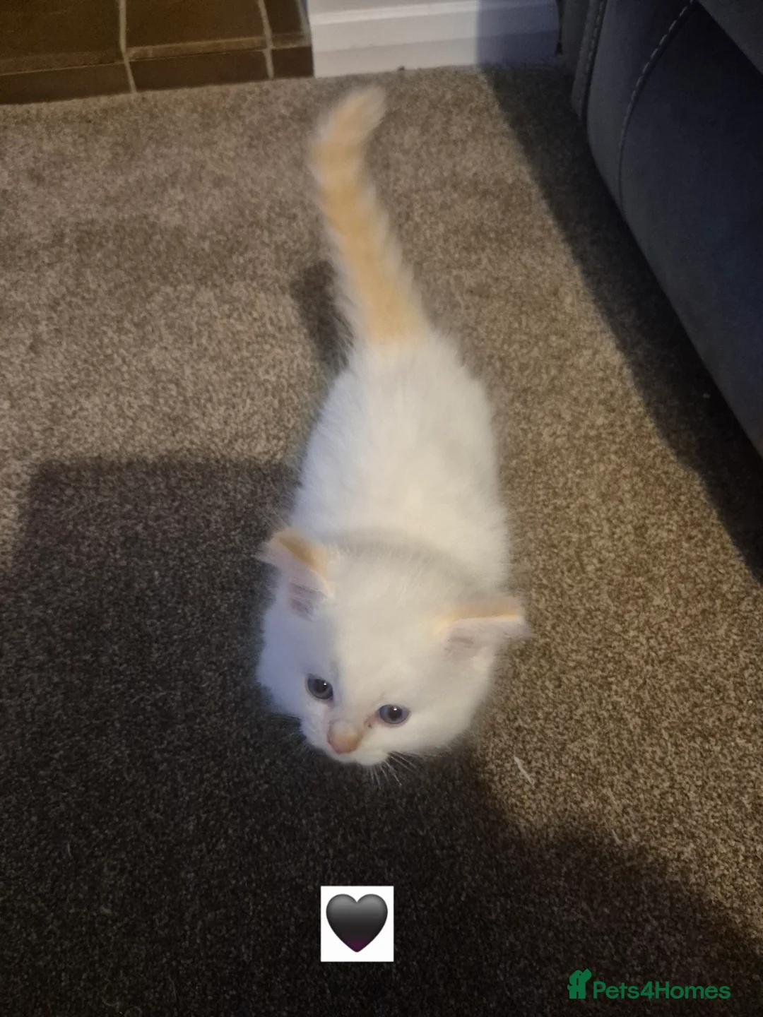 Ragdoll cats for sale: Ragdolls kittens ready now 2 left - Advert 2