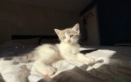 Mixed Breed cats for sale: 3 beautiful kittens available - Image 19