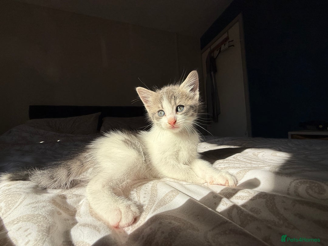 Mixed Breed cats for sale: 3 beautiful kittens available - Image 19