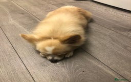 Chihuahua dogs for stud: Handsome Chihuahua for stud - Image 5