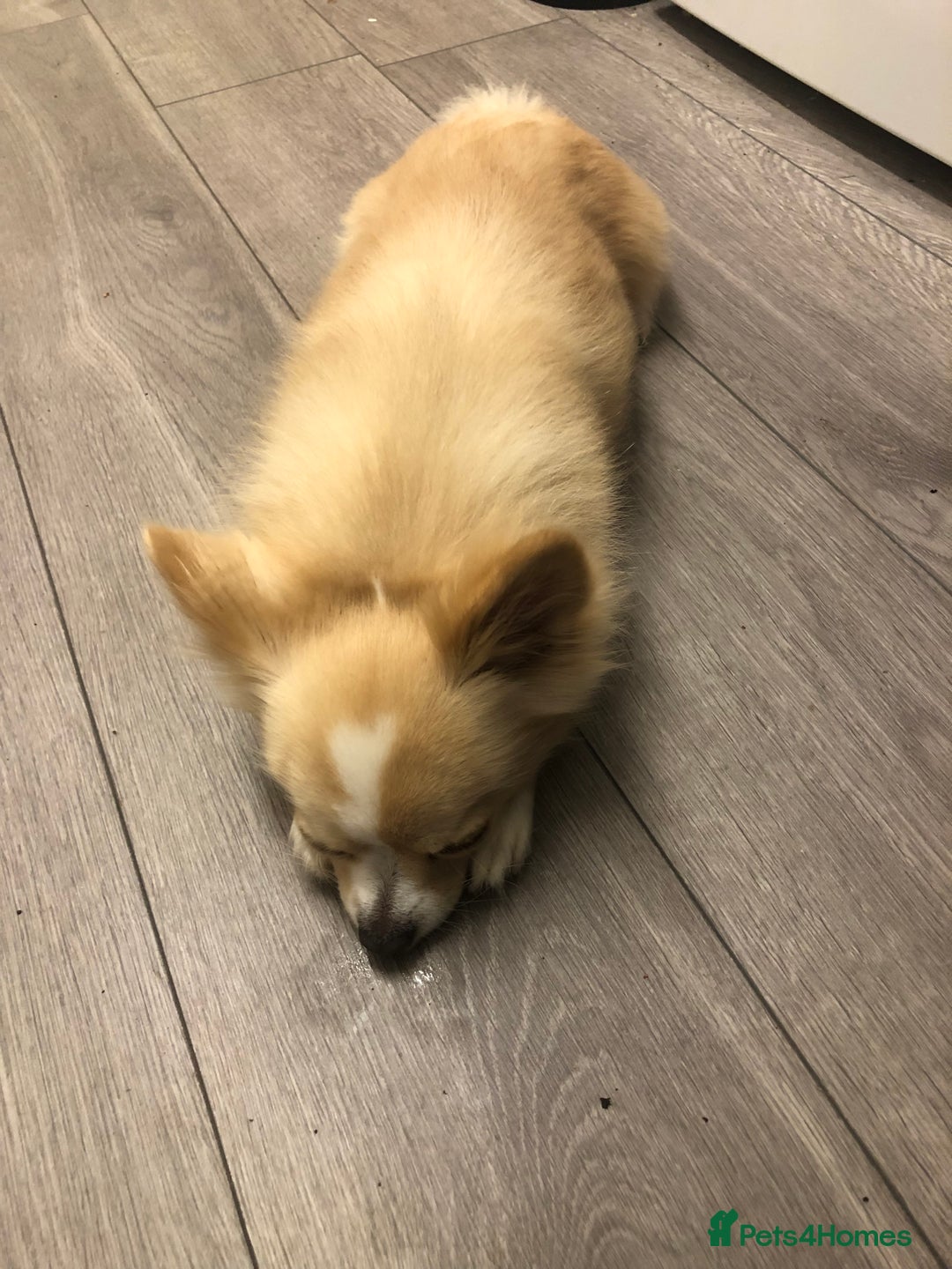Chihuahua dogs for stud: Handsome Chihuahua for stud - Image 5