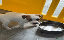 Jack Russell dogs for sale: Jack Russell Pups  - Image 2