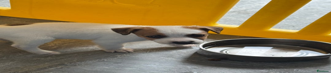 Jack Russell Puppy 1