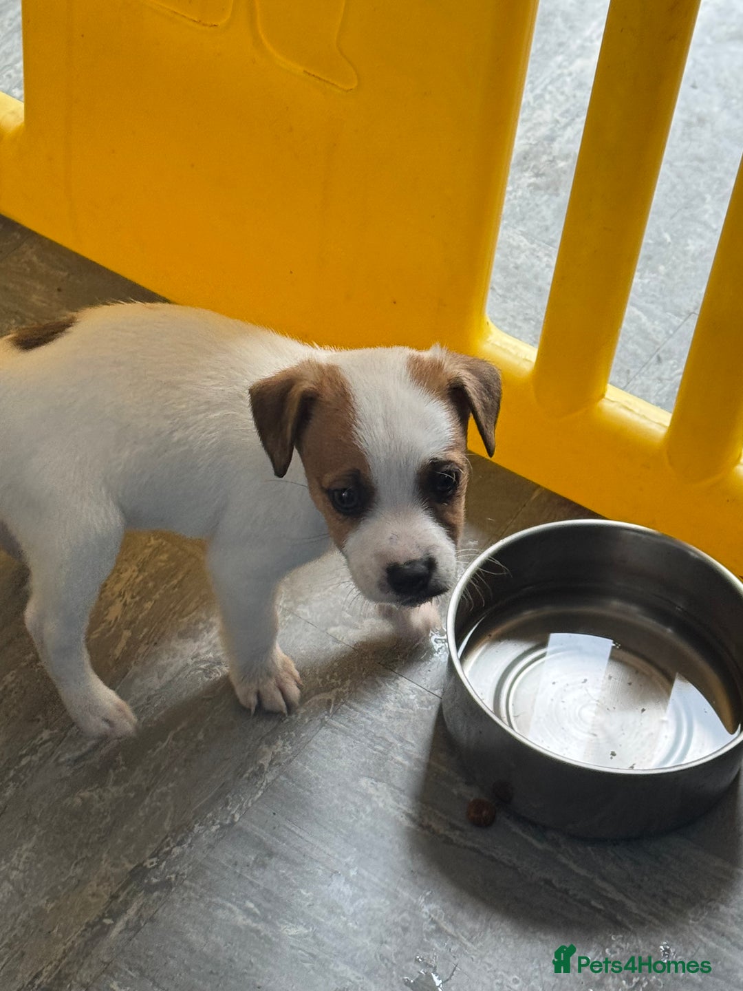 Jack Russell dogs for sale: Jack Russell Pups  - Image 2