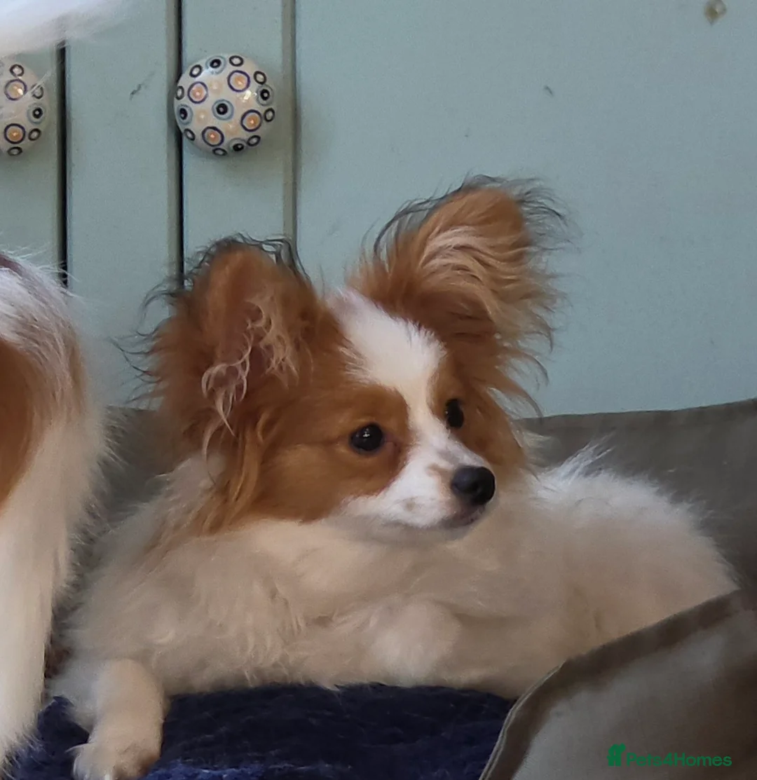 Papillon dogs for sale: Beautiful sable boy puppy  - Advert 1