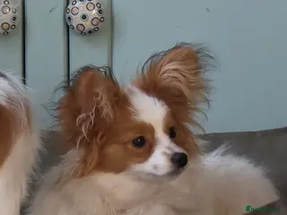 Papillon dogs Beautiful sable boy puppy - Advert 10