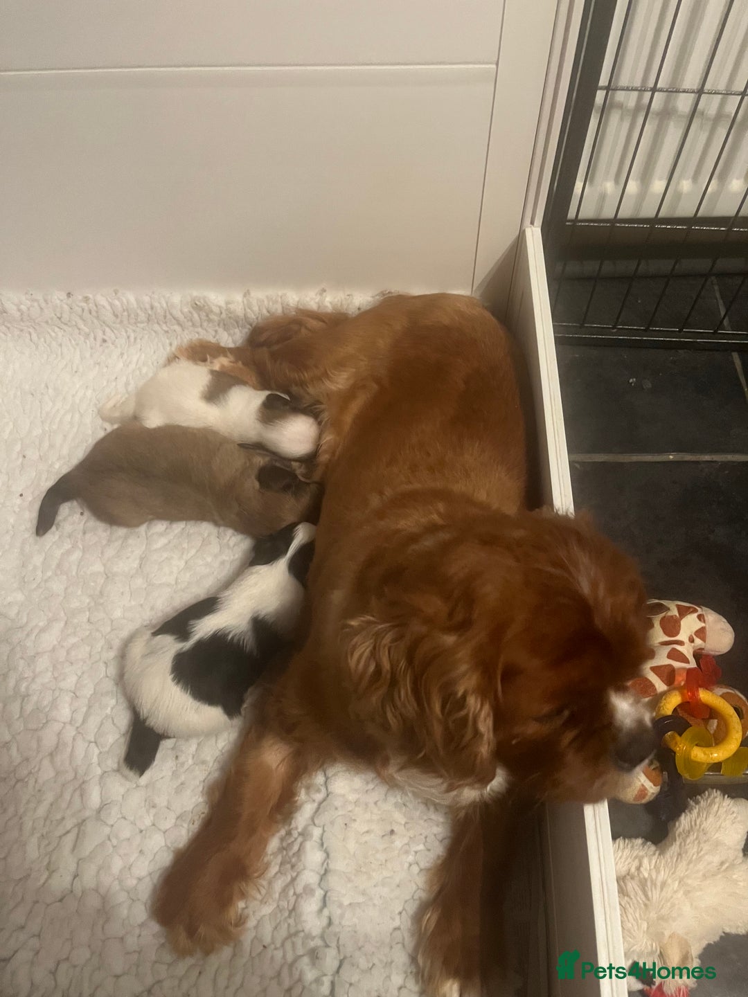 Mixed Breed dogs for sale: Cavalon - Advert 1