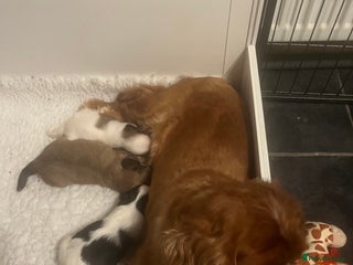 Mixed Breed dogs Cavalon - Advert 1