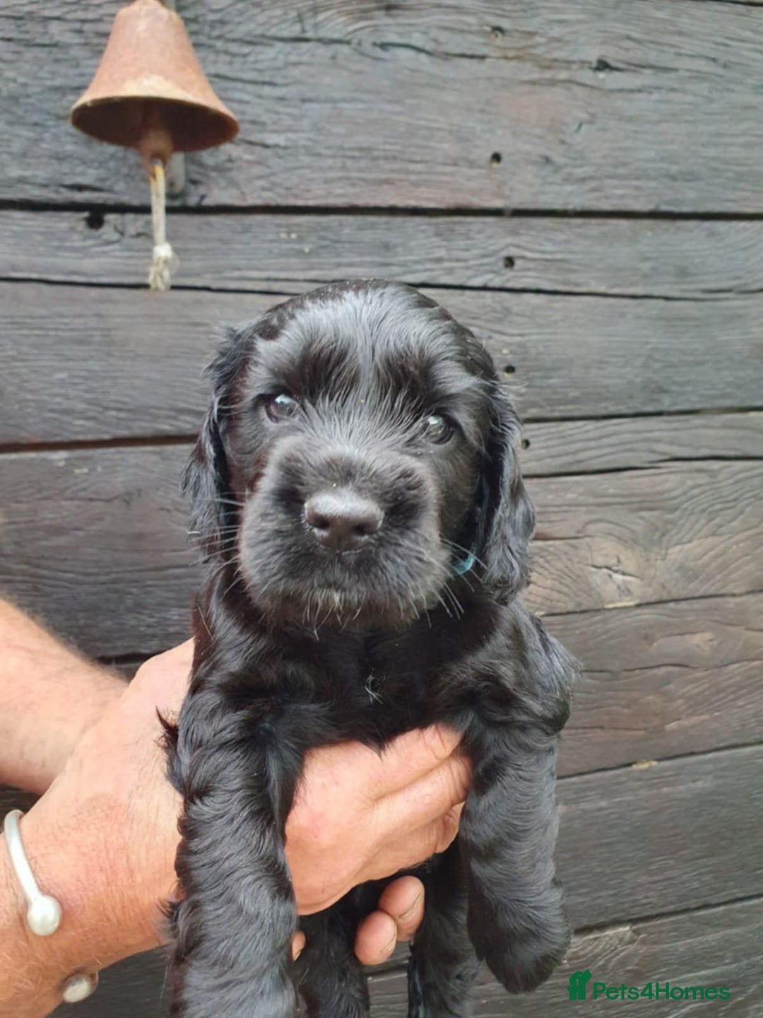 Cocker Spaniel dogs for sale: show cocker spaniel puppies ready 9th september - Image 5