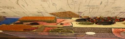 Guinea Pig rodents for sale: Skinny pigs with full set up, ramp, lid & extras - Advert 4